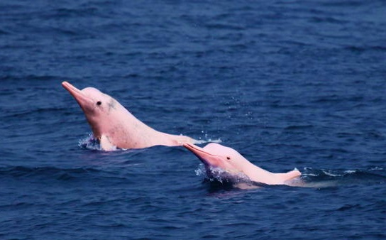 pink dolphin spotting if all this talk of camping out has you