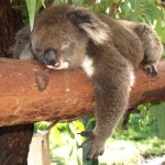 koala-caversham-wildlife-park-australia-2641171053-800x600