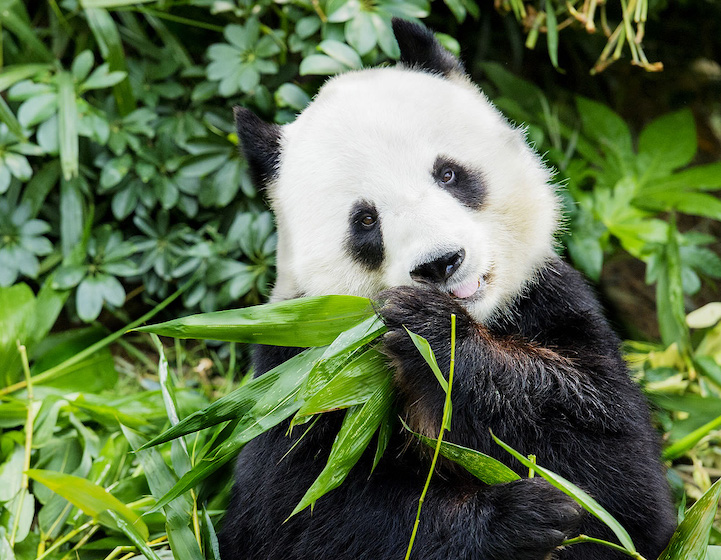 Ocean Park Hong Kong Giant Pandas & Other Animals