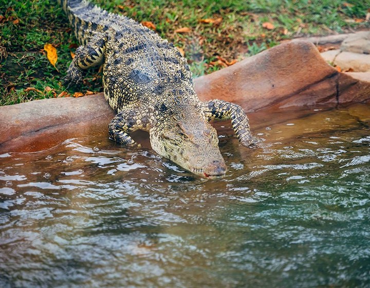 Ocean park crocodile visit hong kong weekend planner