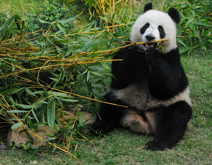 macau giant panda pavillion Things To Do With Kids In Macau panda zoo macau macao