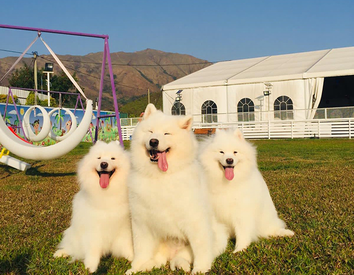 petworld resort, dog hotel, pet boarding, dog daycare