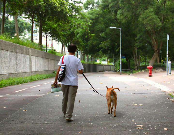 senior CID, hong kong, pet sitting, dog walking, dog daycare, cat sitting, dog sitting