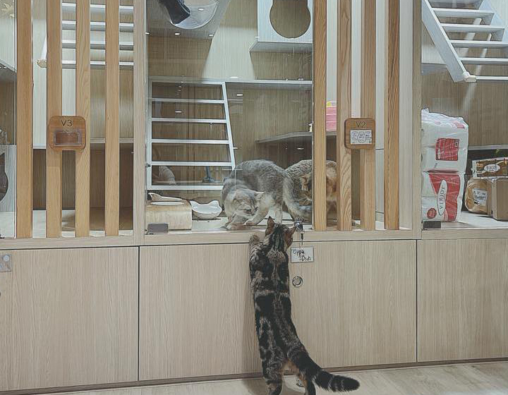 cat hotel, cat boarding hong kong