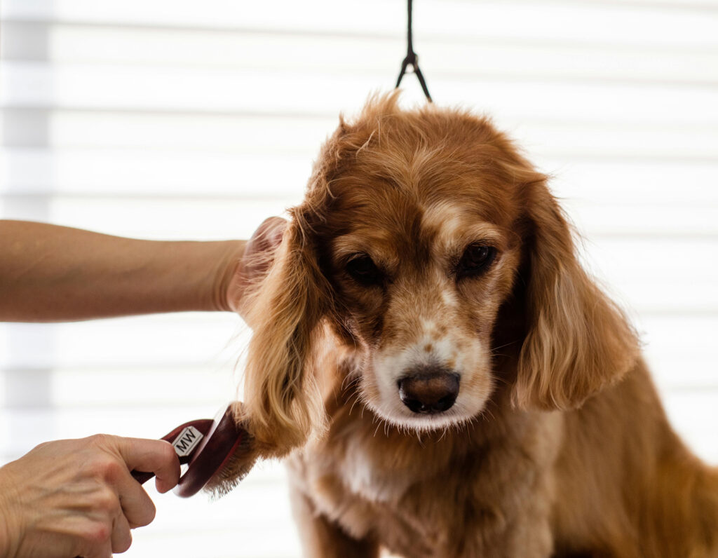 Pet grooming hong kong groomer pet shop cat and dog grooming animal groomers pexels