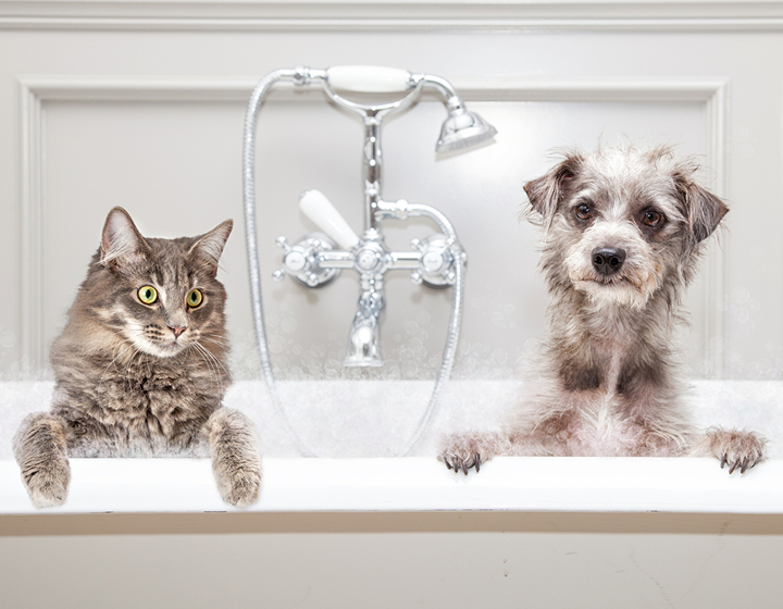 pet sitting diary home grooming home Pet grooming hong kong groomer pet shop cat and dog grooming animal groomers