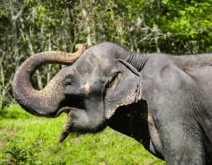 hong kong guide to Phuket Thailand what to do in Phuket what to see in Phuket elephant sanctuary ethical elephant reserve nature