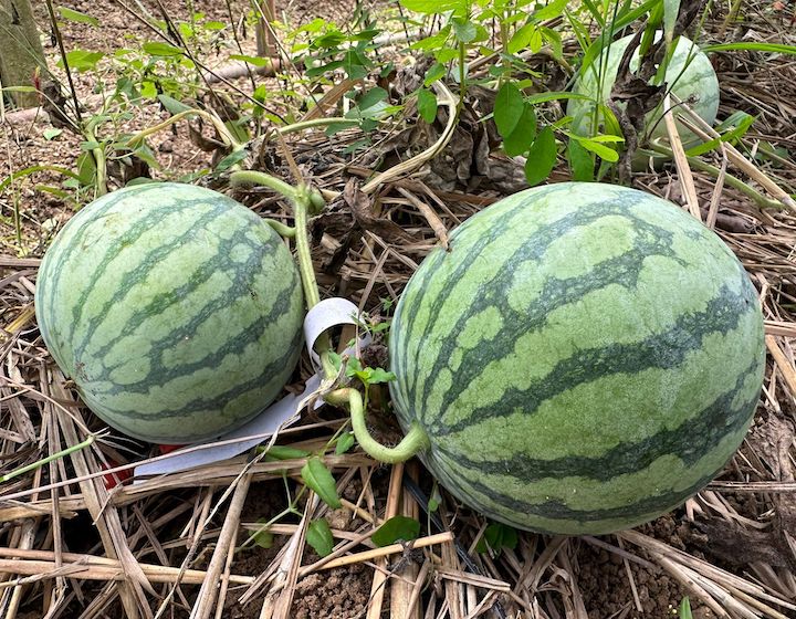 HKFYG Organic Farms Hong Kong