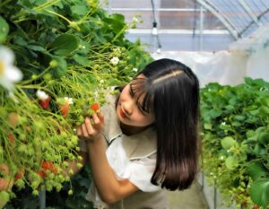 strawberry farms organic farms and strawberry picking in hong kong